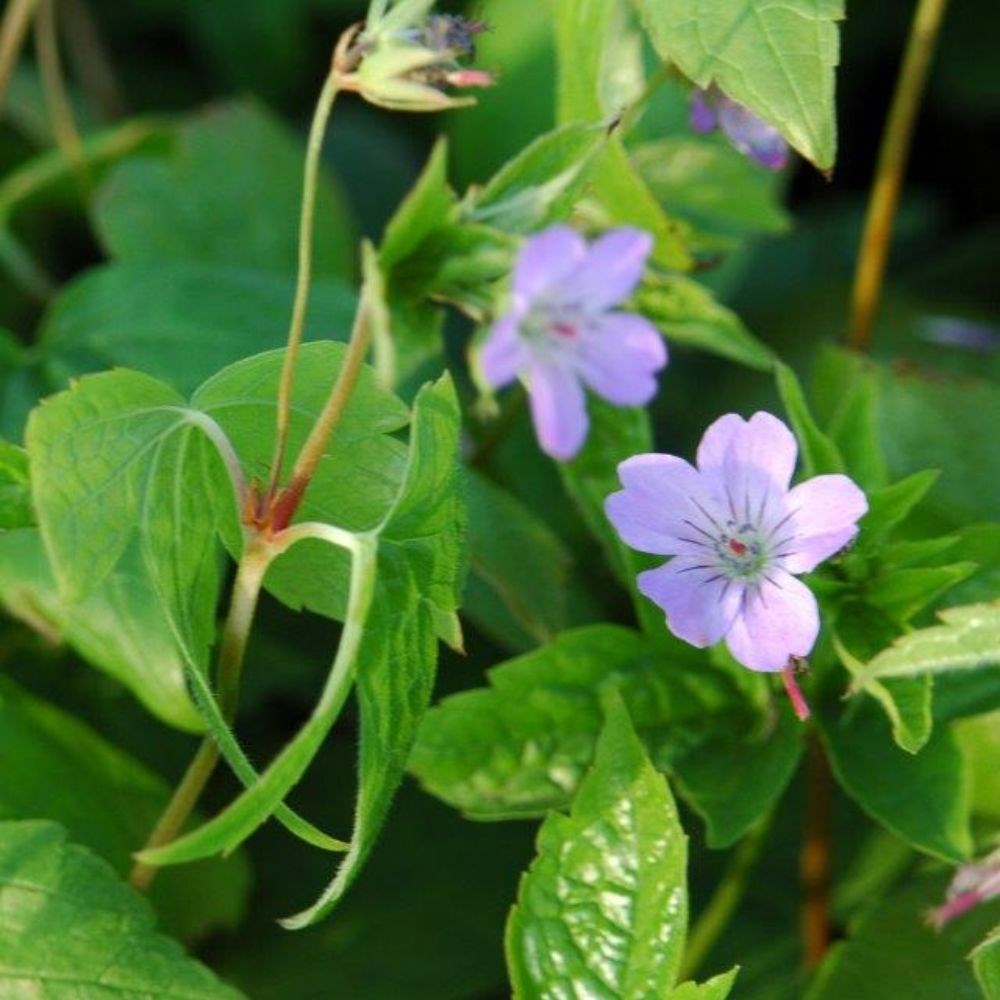 <i>Geranium nodosum</i> 
