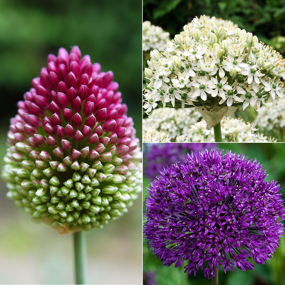 Stunning allium collection