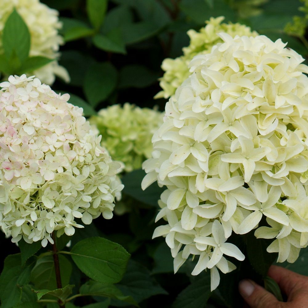 <i>Hydrangea paniculata</i> <b class=small-caps>Skyfall</b> ('Frenne') (PBR)