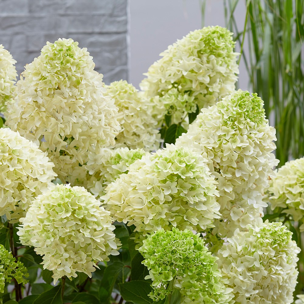 <i>Hydrangea paniculata</i> <b class=small-caps>Skyfall</b> ('Frenne') (PBR)