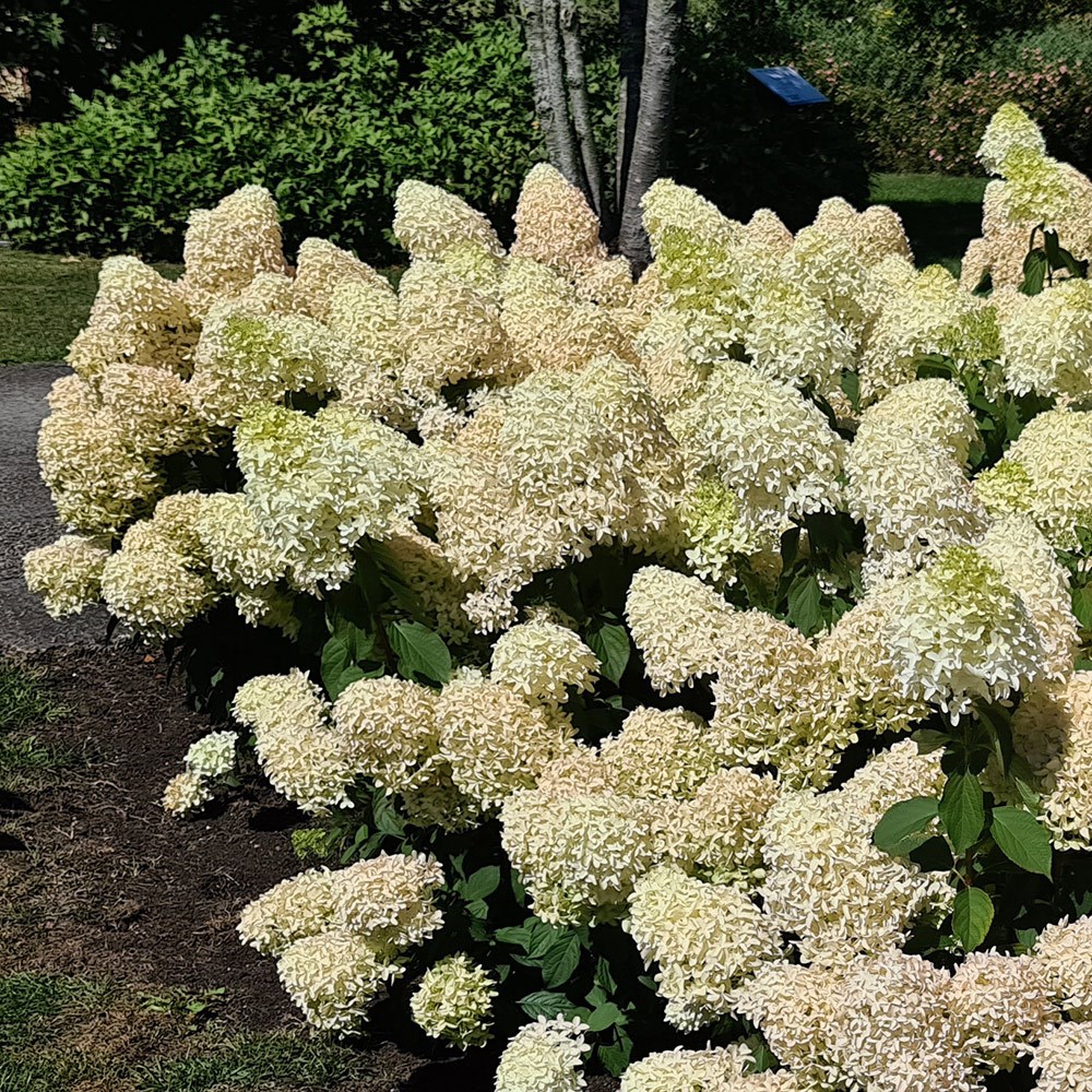 <i>Hydrangea paniculata</i> <b class=small-caps>Skyfall</b> ('Frenne') (PBR)