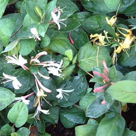 Lonicera japonica Dart's World