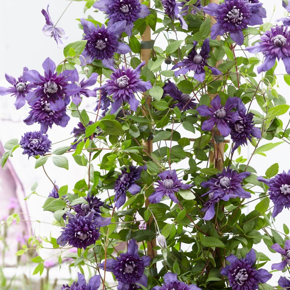 <i>Clematis</i> 'Kokonoe' (PBR)