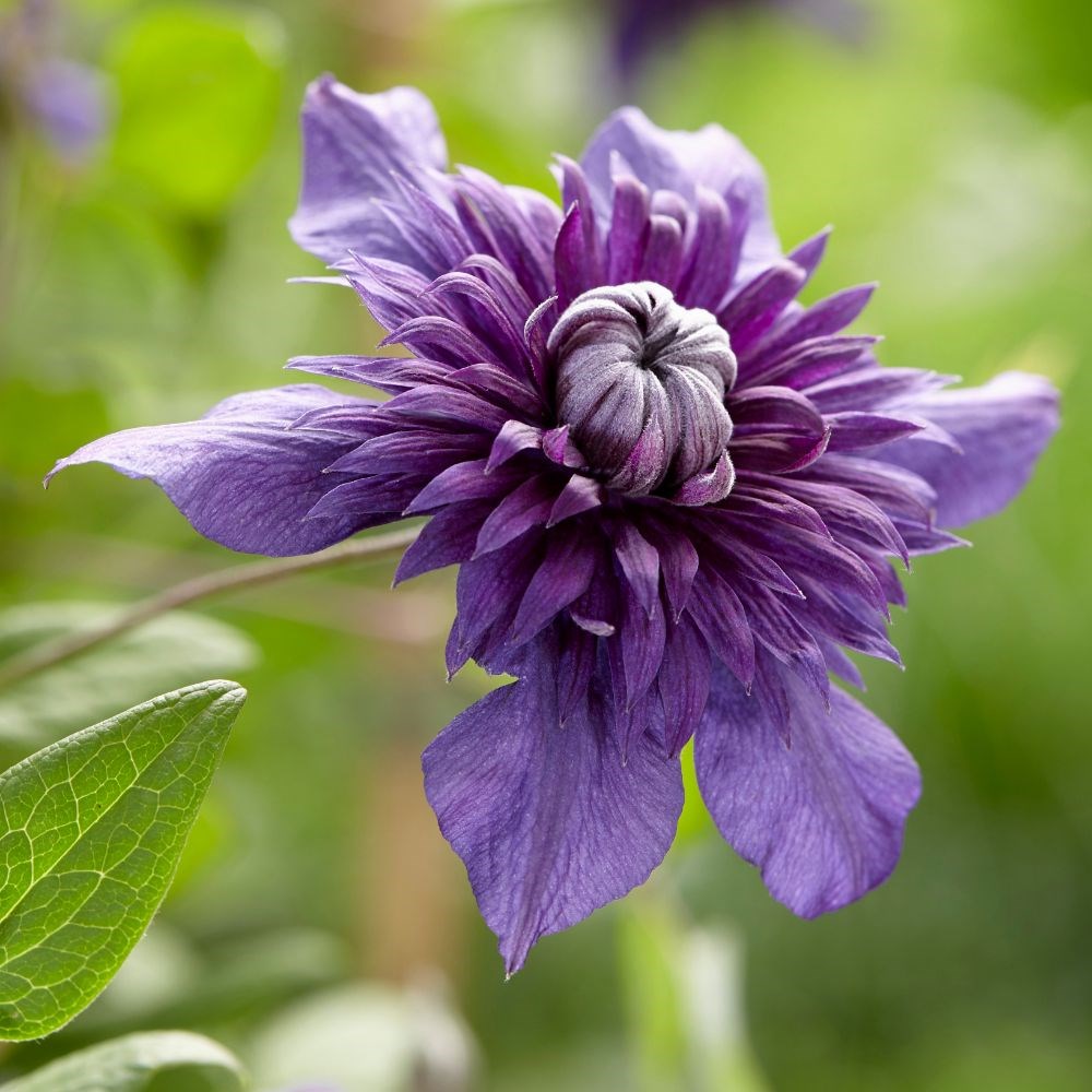 <i>Clematis</i> 'Kokonoe' (PBR)