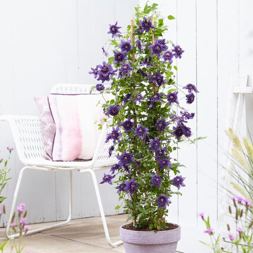 <i>Clematis</i> 'Kokonoe' (PBR)