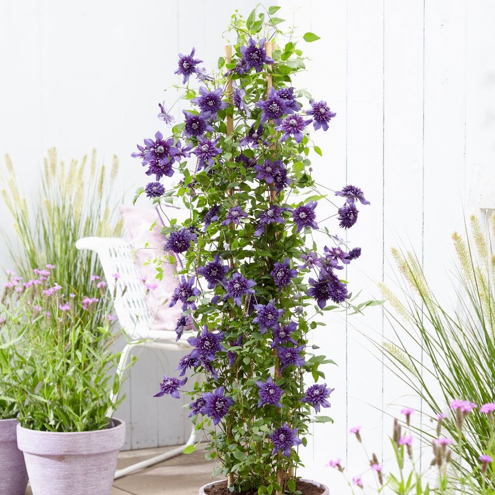 <i>Clematis</i> 'Kokonoe' (PBR)