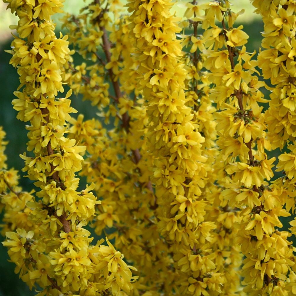 <i>Forsythia</i> × <i>intermedia</i> <b class=small-caps>Mikador</b> ('Minfor6') (PBR)