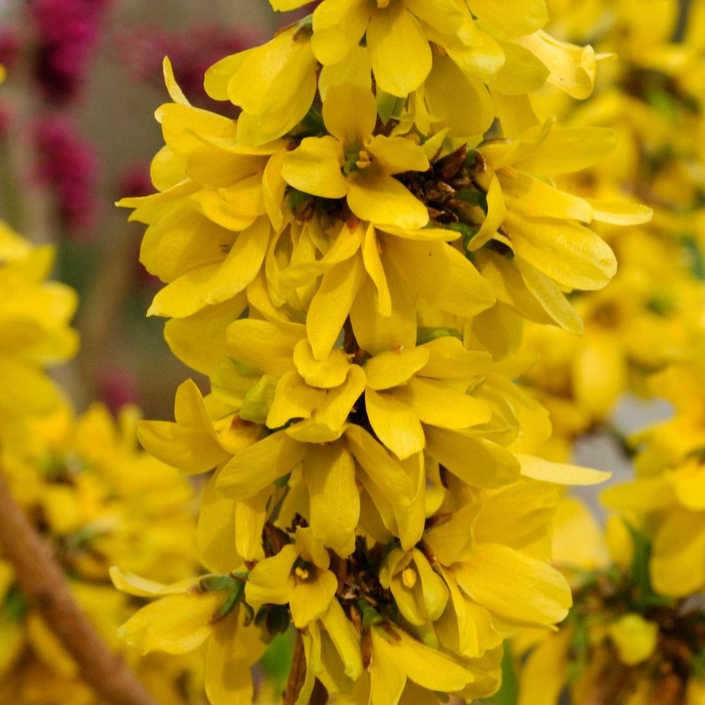 <i>Forsythia</i> × <i>intermedia</i> <b class=small-caps>Mikador</b> ('Minfor6') (PBR)
