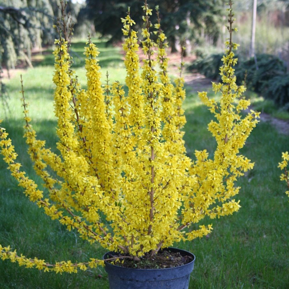 <i>Forsythia</i> × <i>intermedia</i> <b class=small-caps>Mikador</b> ('Minfor6') (PBR)