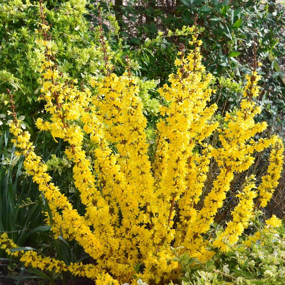 <i>Forsythia</i> × <i>intermedia</i> <b class=small-caps>Mikador</b> ('Minfor6') (PBR)