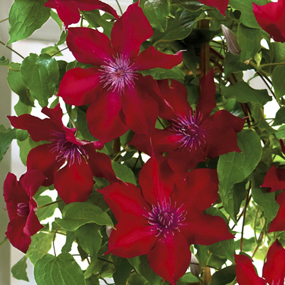 <i>Clematis</i> <b class=small-caps>Nubia</b> ('Evipo079') (PBR)