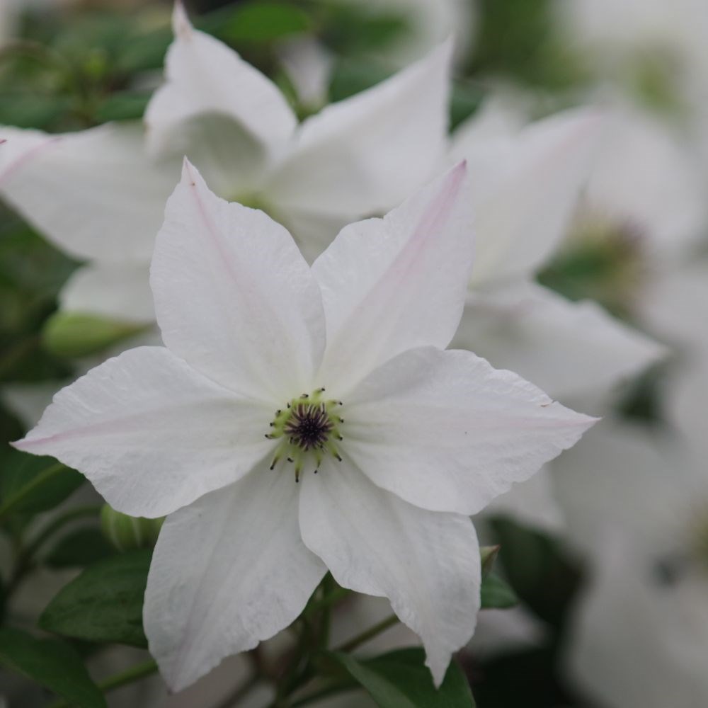 <i>Clematis</i> <b class=small-caps>Forever Friends</b> ('Zofofri') (PBR)