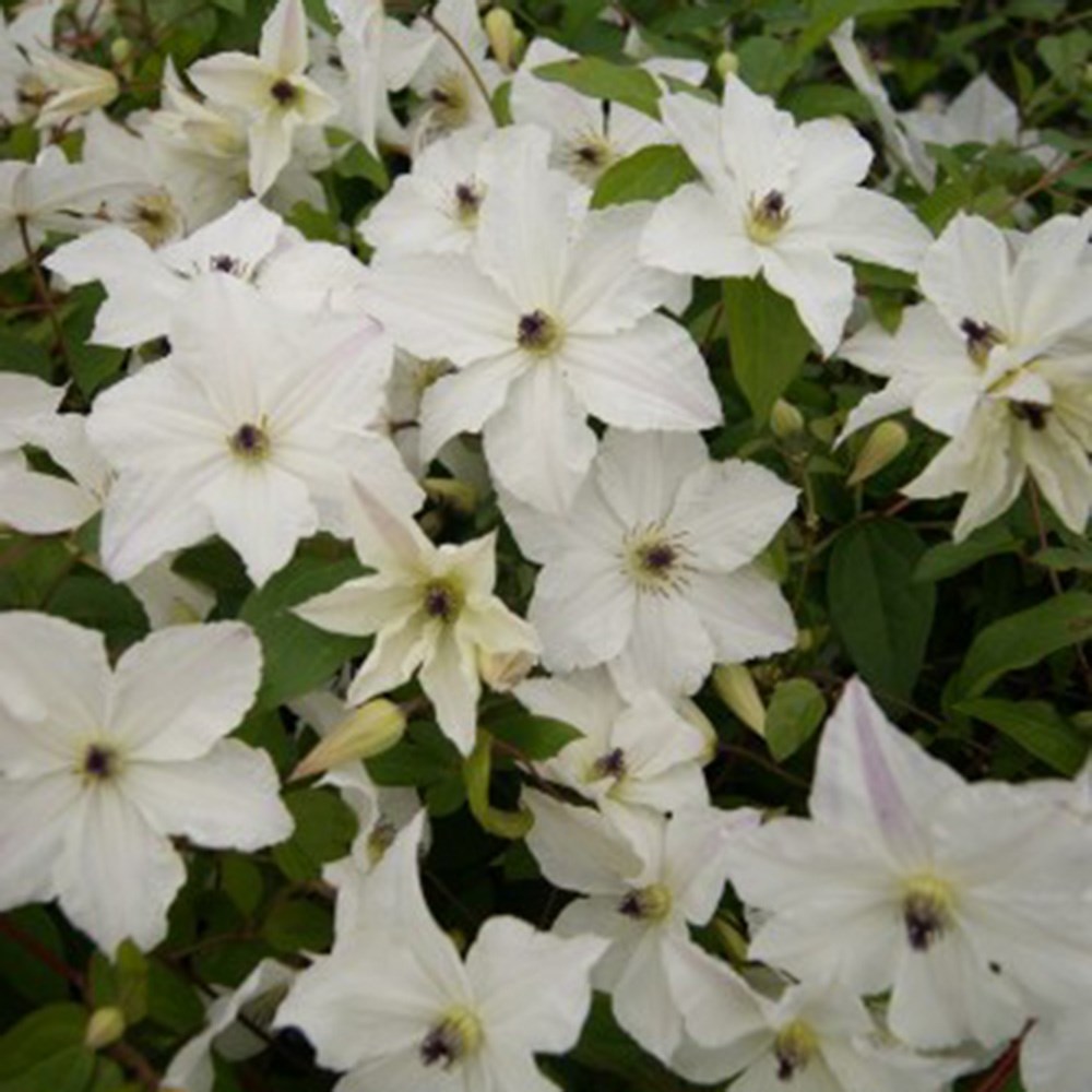 <i>Clematis</i> <b class=small-caps>Forever Friends</b> ('Zofofri') (PBR)