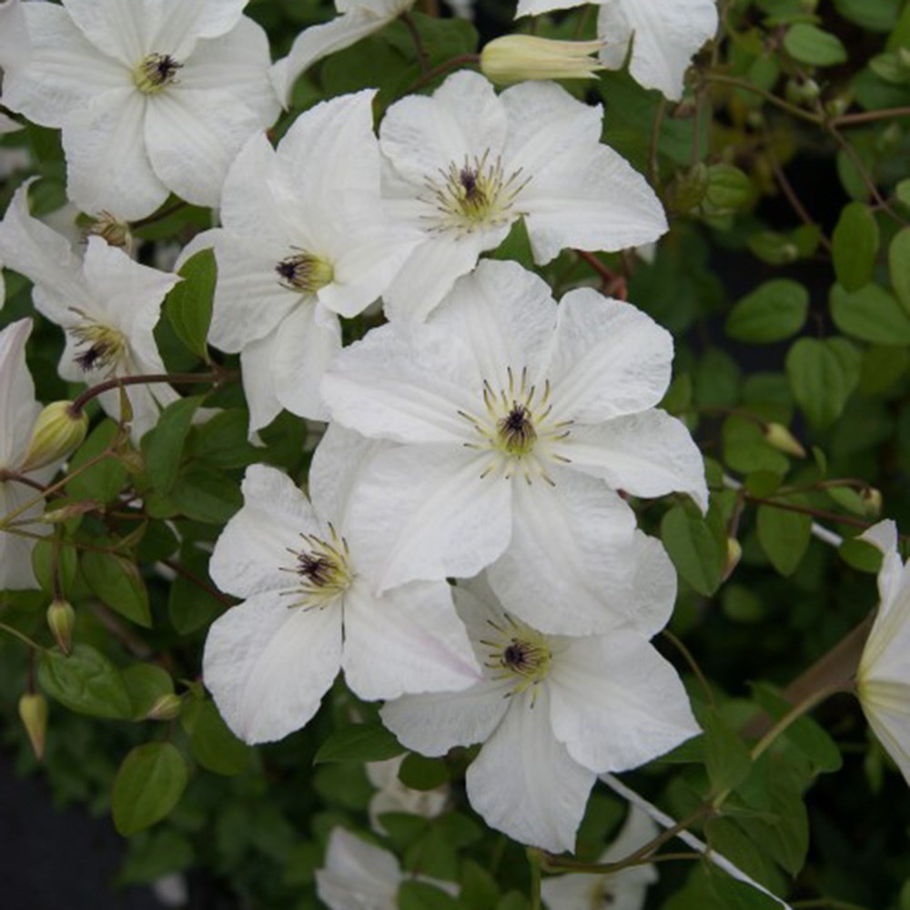 <i>Clematis</i> <b class=small-caps>Forever Friends</b> ('Zofofri') (PBR)