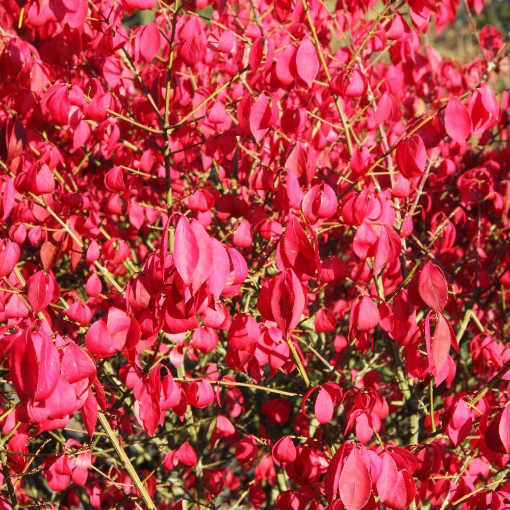 <i>Euonymus alatus</i> 'Compactus'