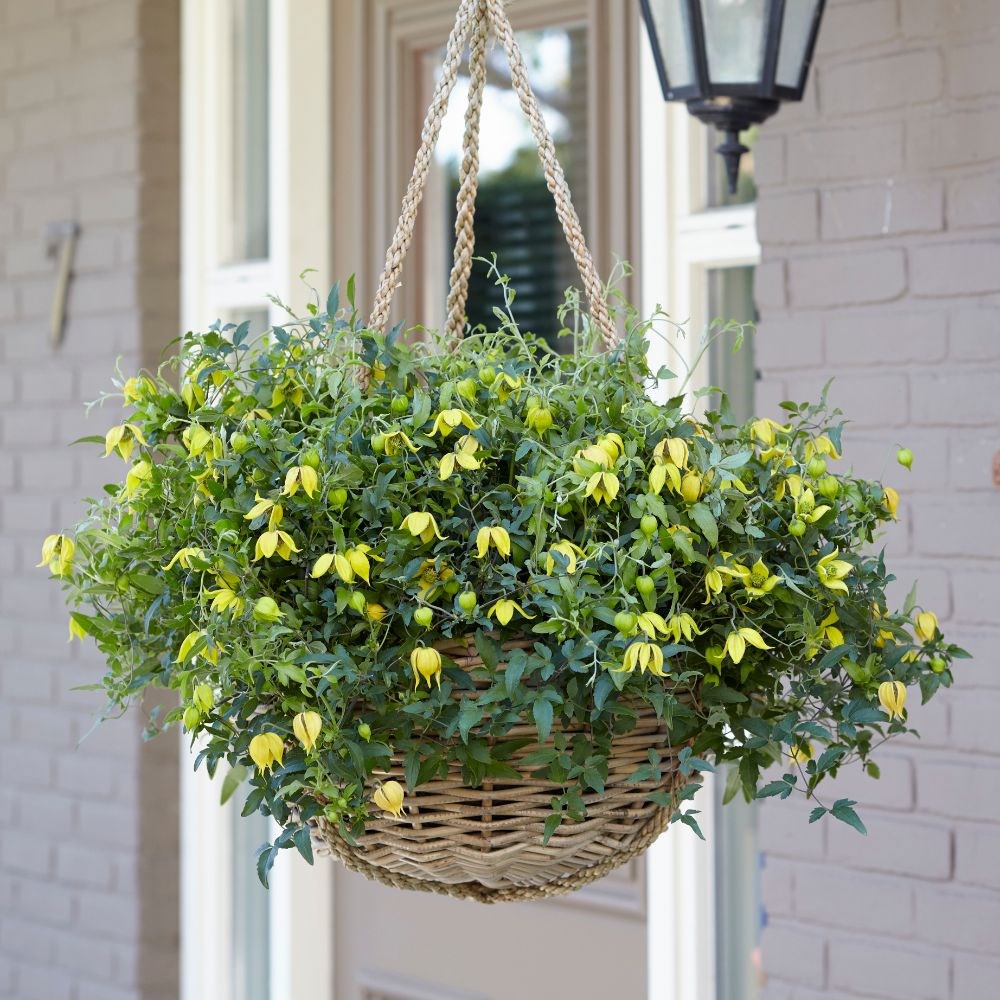 <i>Clematis</i> <b class=small-caps>Little Lemons</b> ('Zo14100') (PBR)