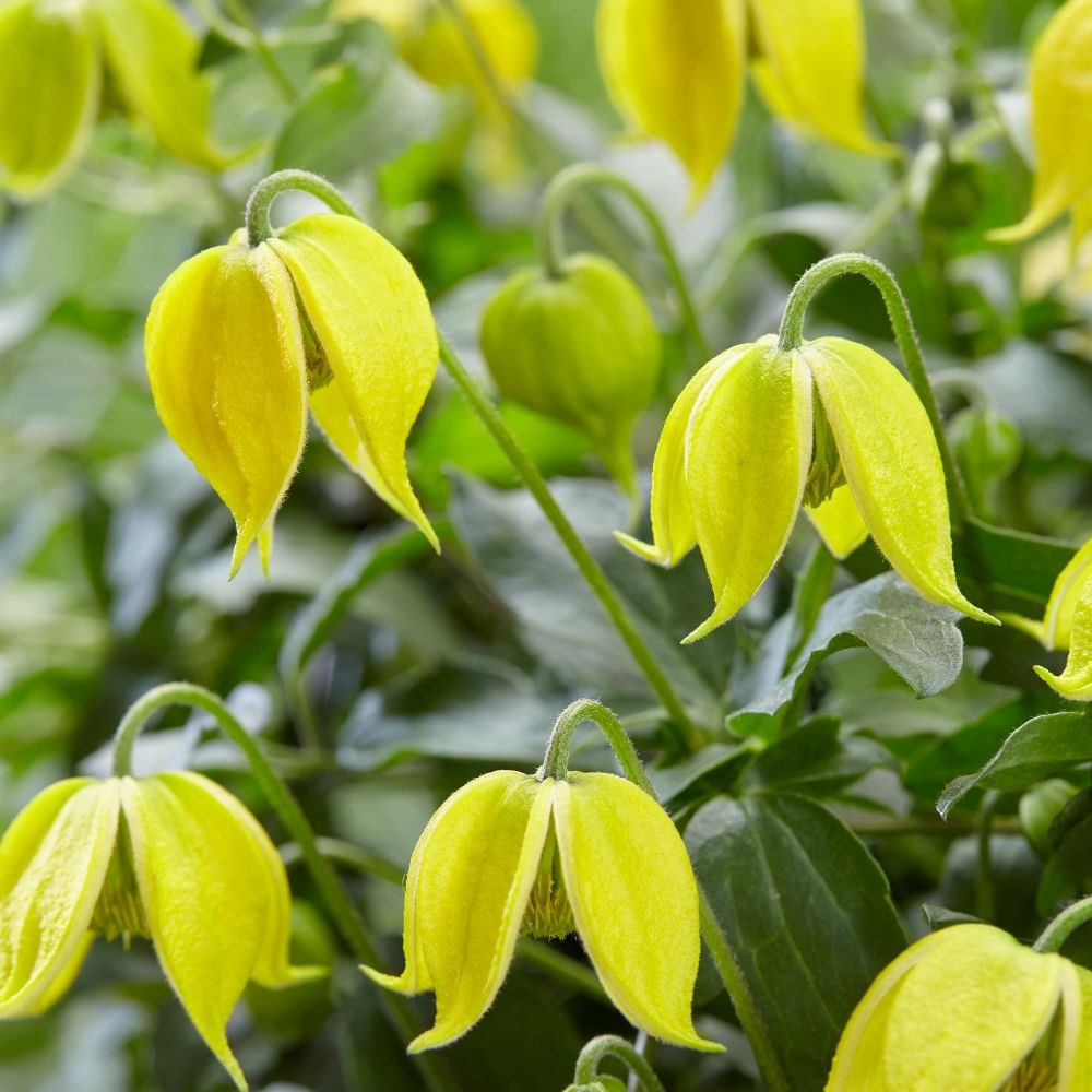<i>Clematis</i> <b class=small-caps>Little Lemons</b> ('Zo14100') (PBR)
