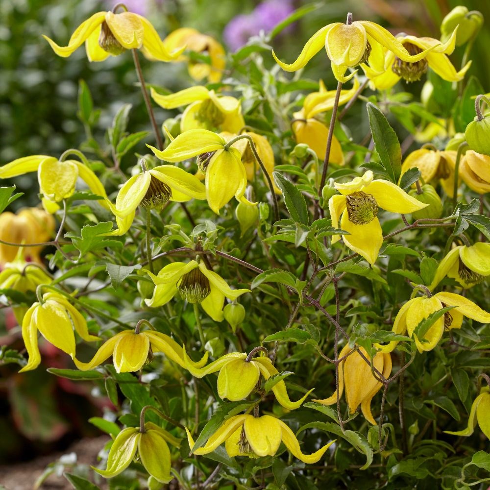 <i>Clematis</i> <b class=small-caps>Little Lemons</b> ('Zo14100') (PBR)