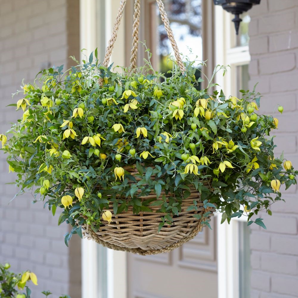 <i>Clematis</i> <b class=small-caps>Little Lemons</b> ('Zo14100') (PBR)