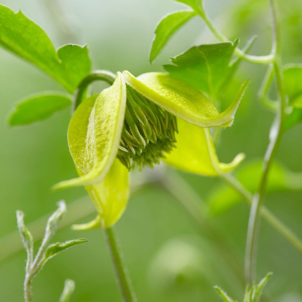 <i>Clematis</i> <b class=small-caps>Little Lemons</b> ('Zo14100') (PBR)