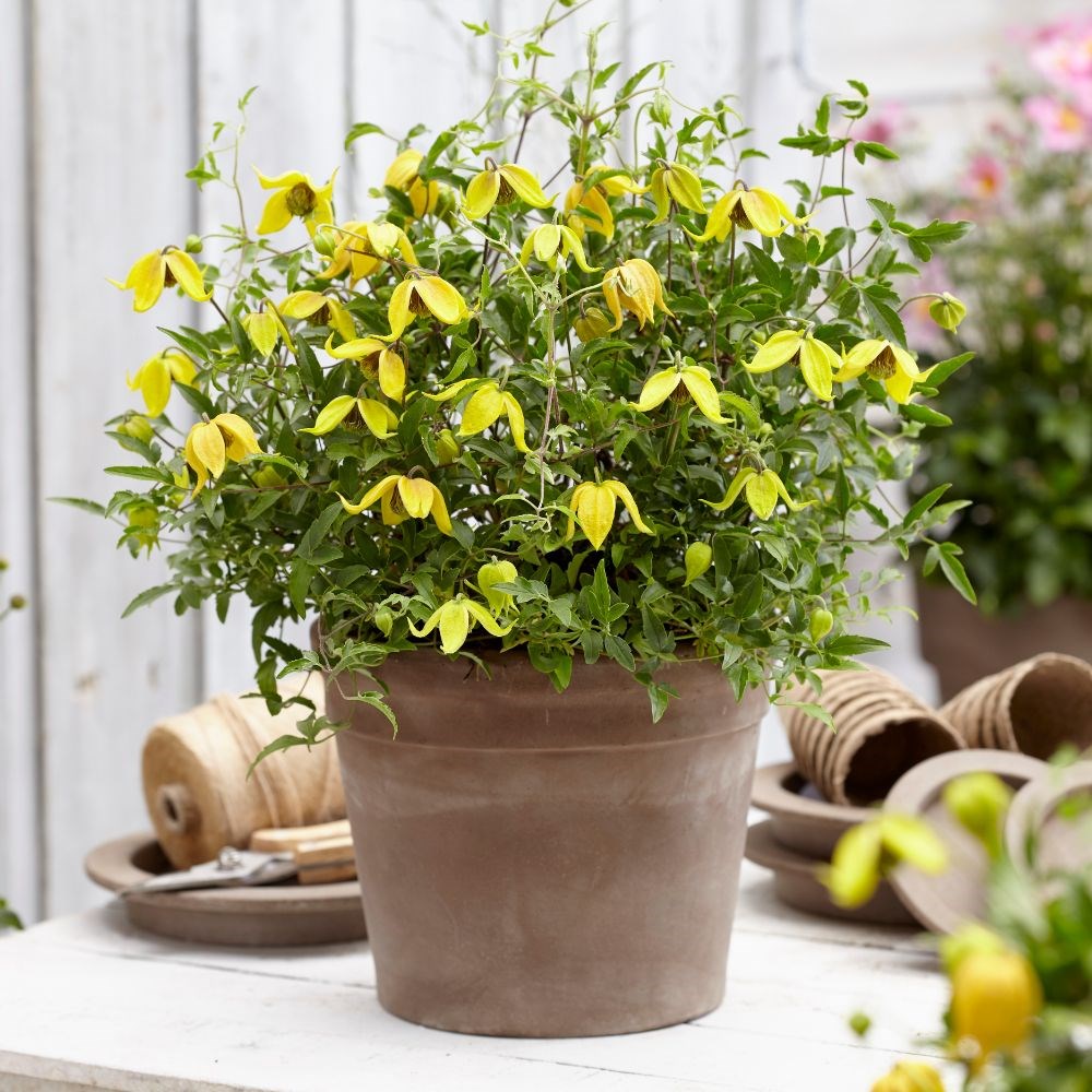<i>Clematis</i> <b class=small-caps>Little Lemons</b> ('Zo14100') (PBR)
