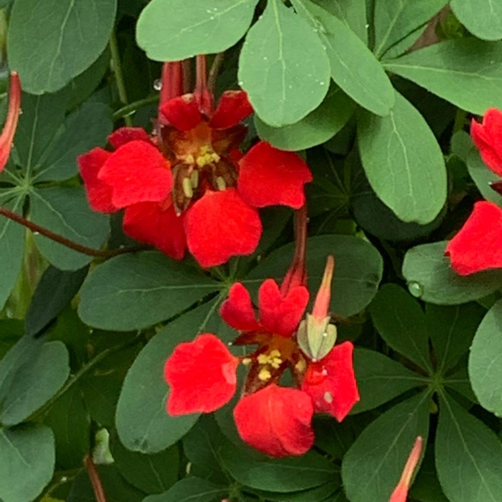 <i>Tropaeolum speciosum</i> 