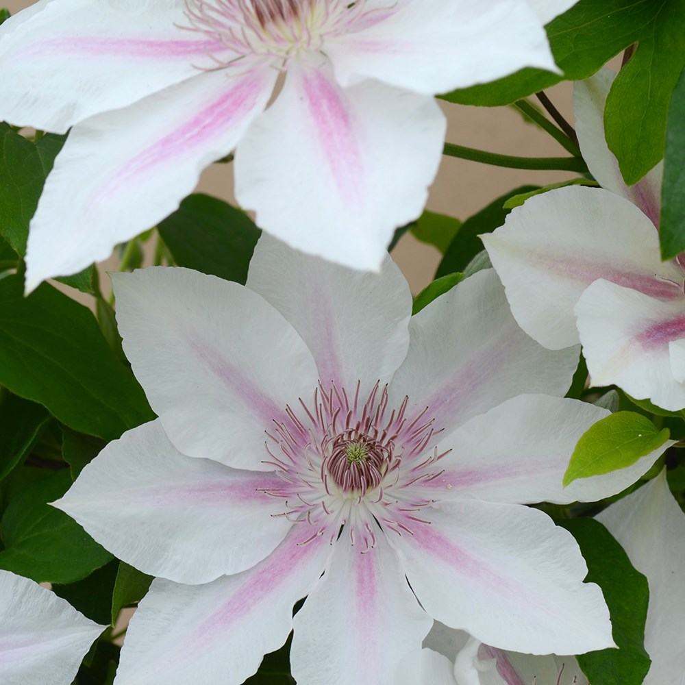 <i>Clematis</i> <b class=small-caps>Corinne</b> ('Evipo063') (PBR) (Boulevard Series)