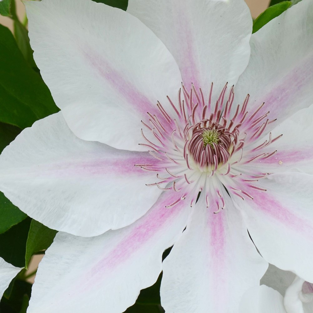 <i>Clematis</i> <b class=small-caps>Corinne</b> ('Evipo063') (PBR) (Boulevard Series)