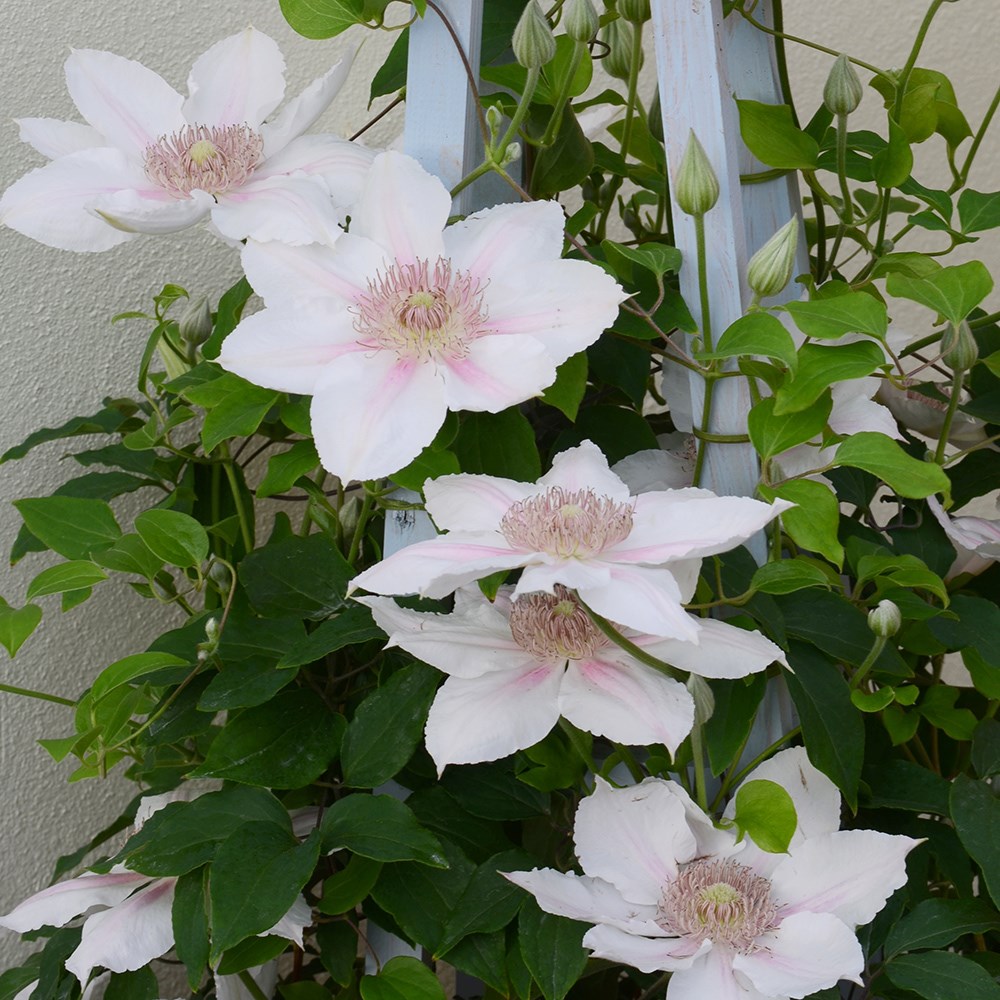 <i>Clematis</i> <b class=small-caps>Corinne</b> ('Evipo063') (PBR) (Boulevard Series)