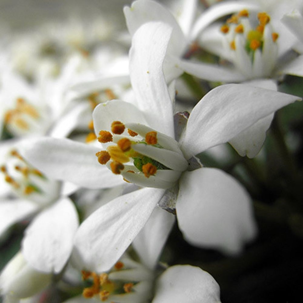 <i>Choisya</i> × <i>dewitteana</i> <b class=small-caps>White Dazzler</b> ('Londaz') (PBR)