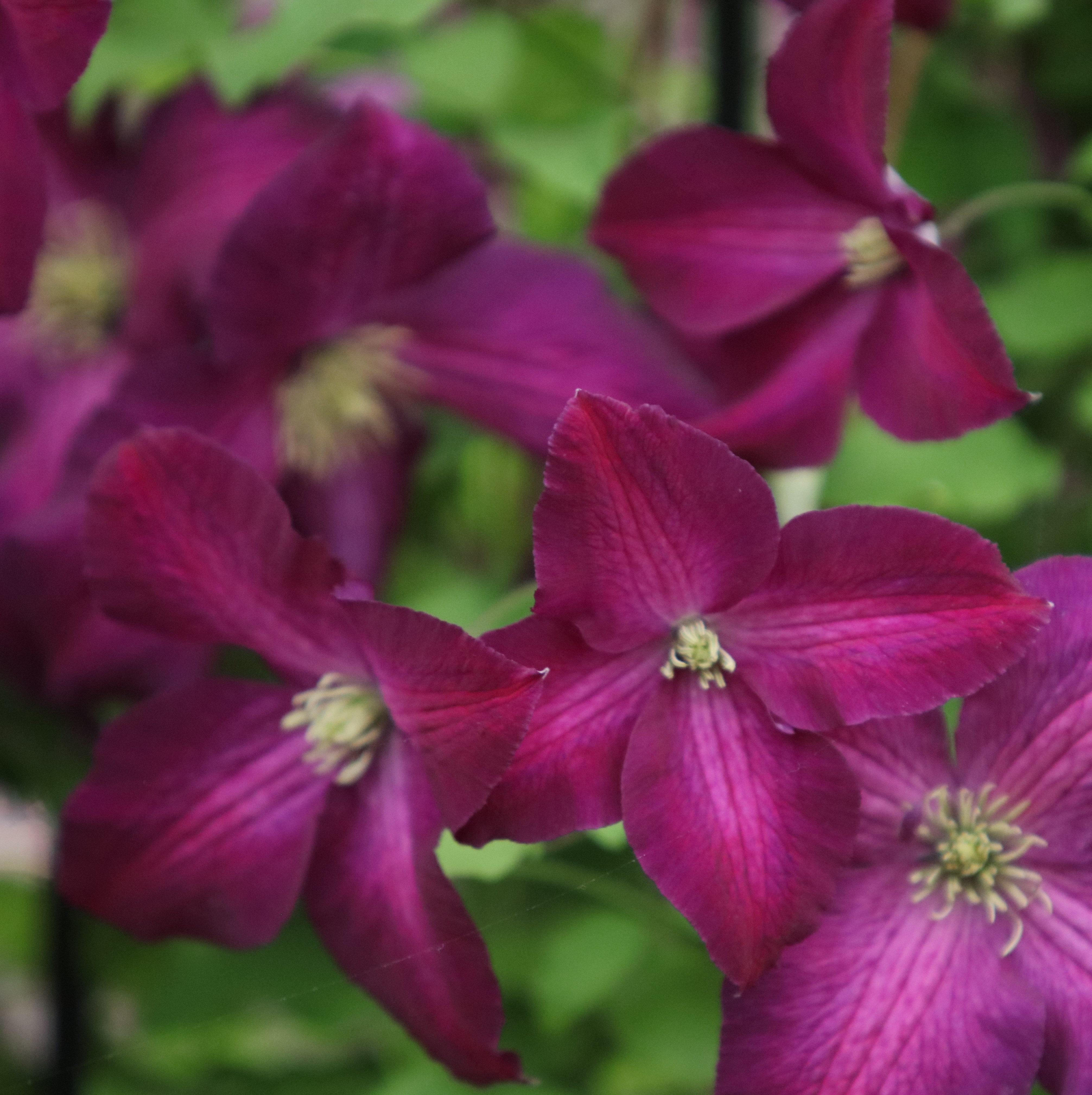 <i>Clematis</i> <b class=small-caps>Jackmanii Purpurea</b> ('Zojapur') (PBR)