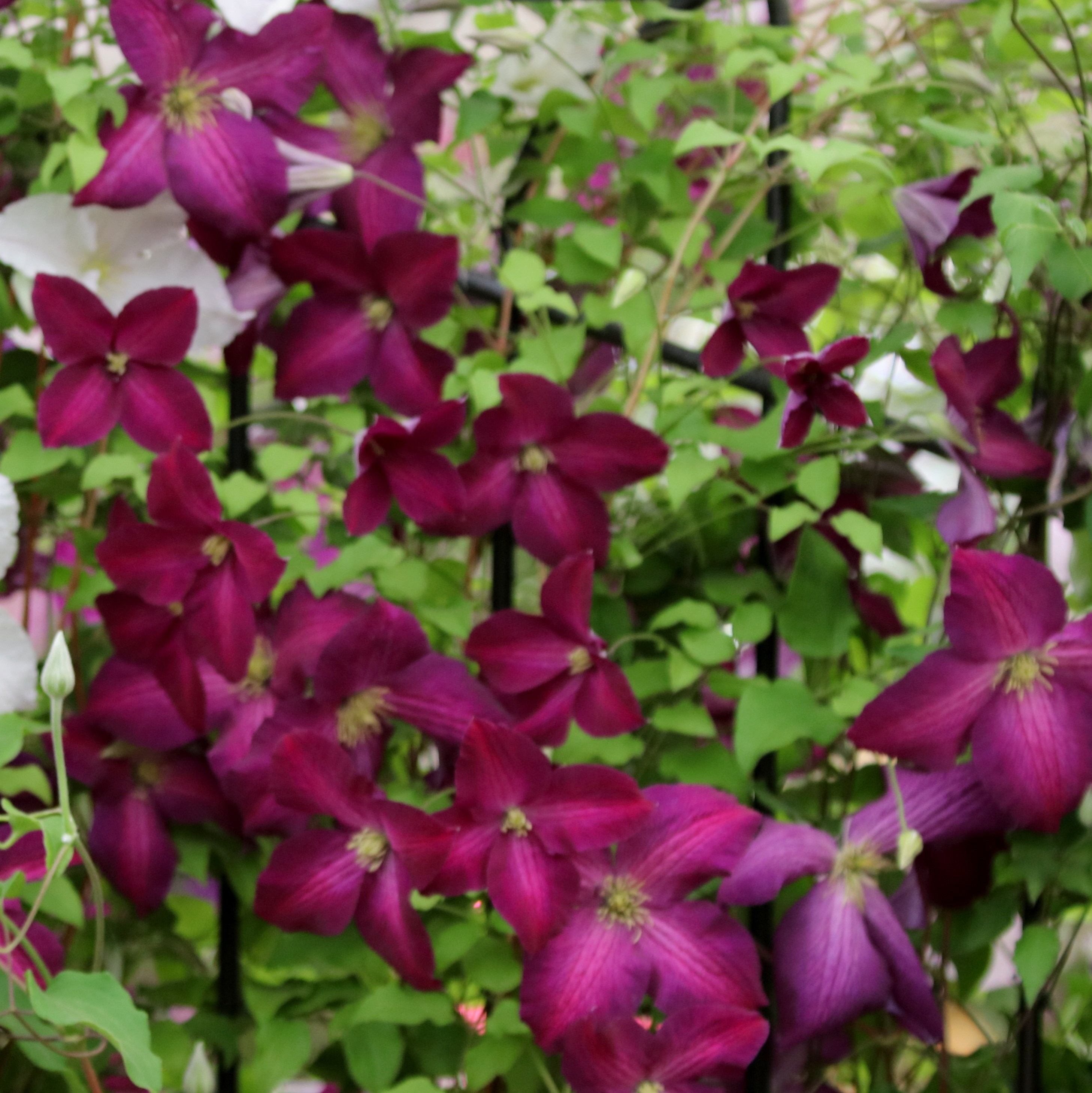 <i>Clematis</i> <b class=small-caps>Jackmanii Purpurea</b> ('Zojapur') (PBR)