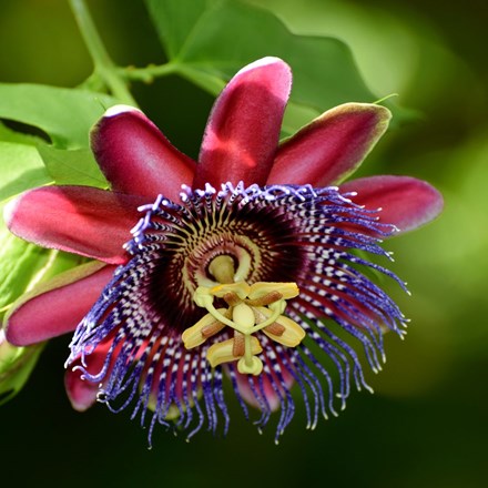 Passiflora alata