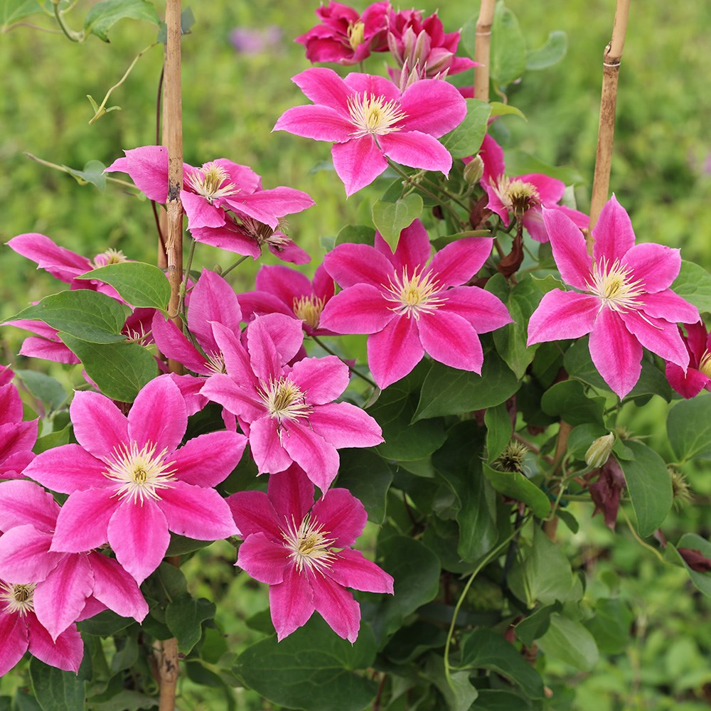 <i>Clematis</i> <b class=small-caps>Vicki</b> ('Evipo114') (PBR)