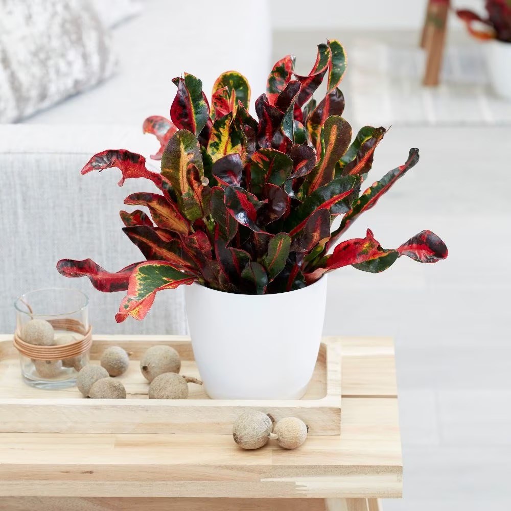 <i>Codiaeum</i> 'Mammy'
