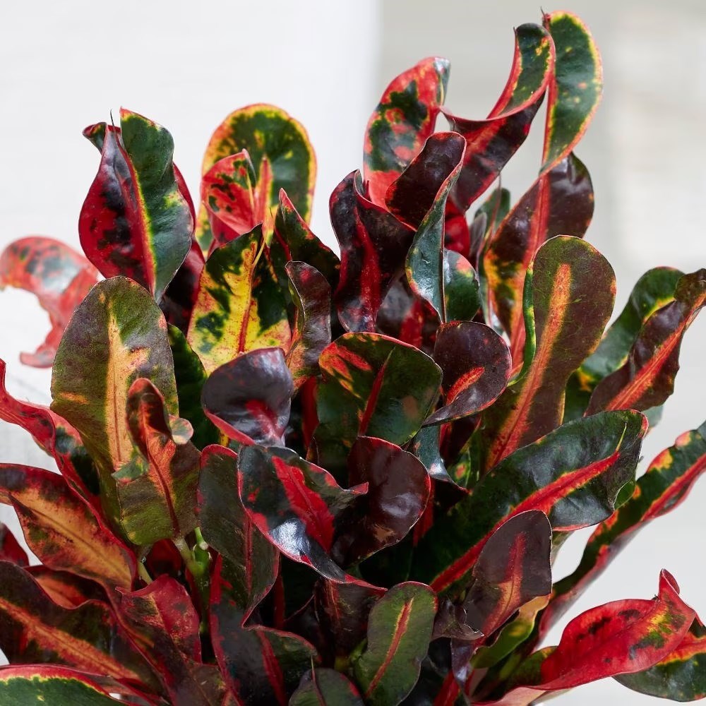<i>Codiaeum</i> 'Mammy'