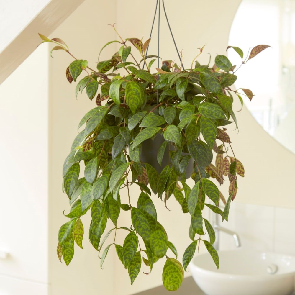 <i>Aeschynanthus longicaulis</i> 