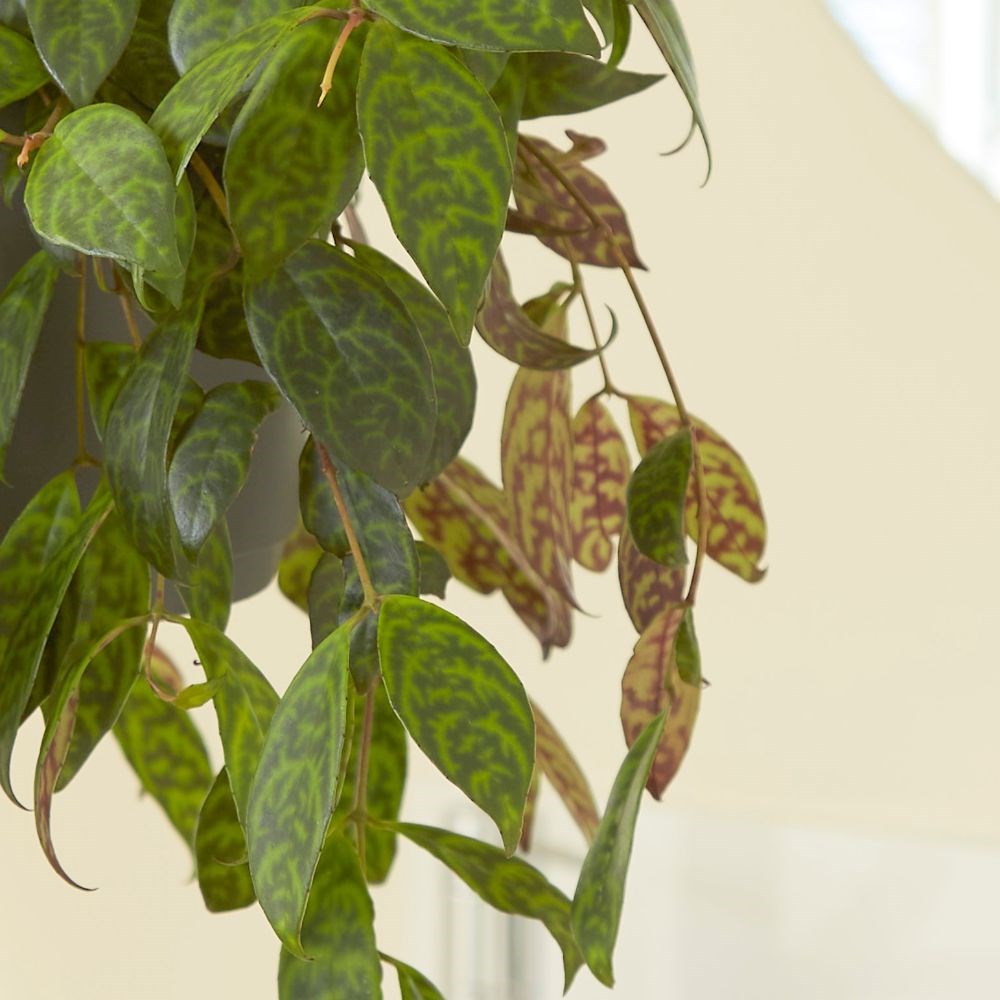 <i>Aeschynanthus longicaulis</i> 