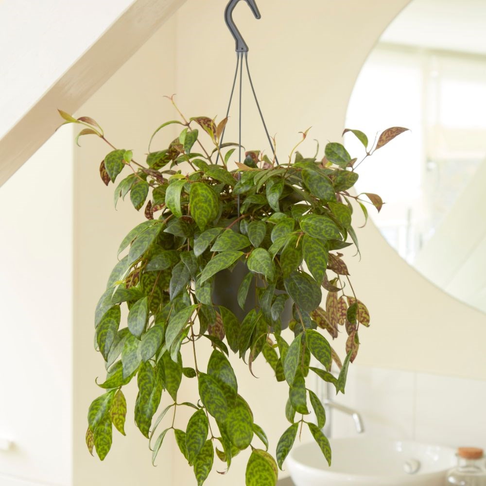 <i>Aeschynanthus longicaulis</i> 