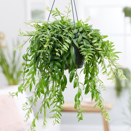 Aeschynanthus japhrolepis