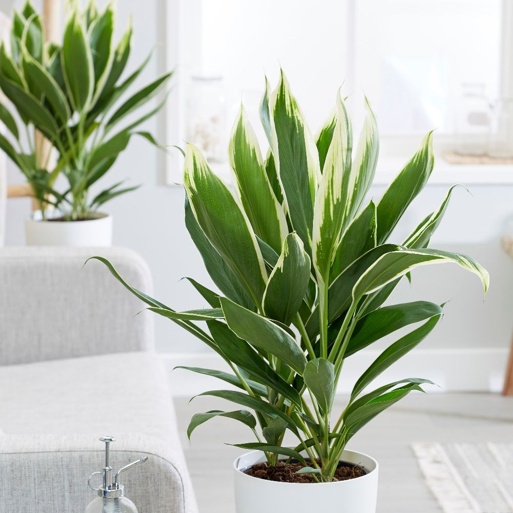 <i>Cordyline fruticosa</i> 'Conga'
