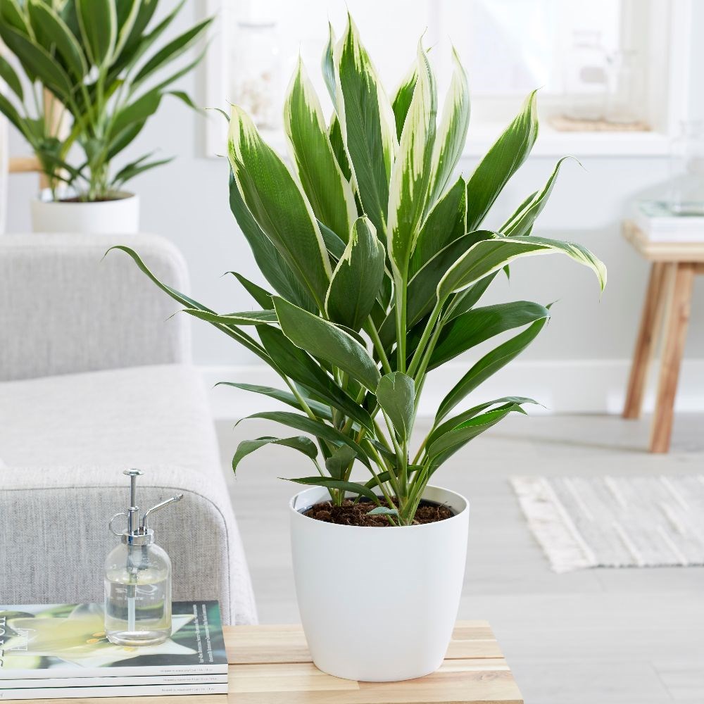 <i>Cordyline fruticosa</i> 'Conga'