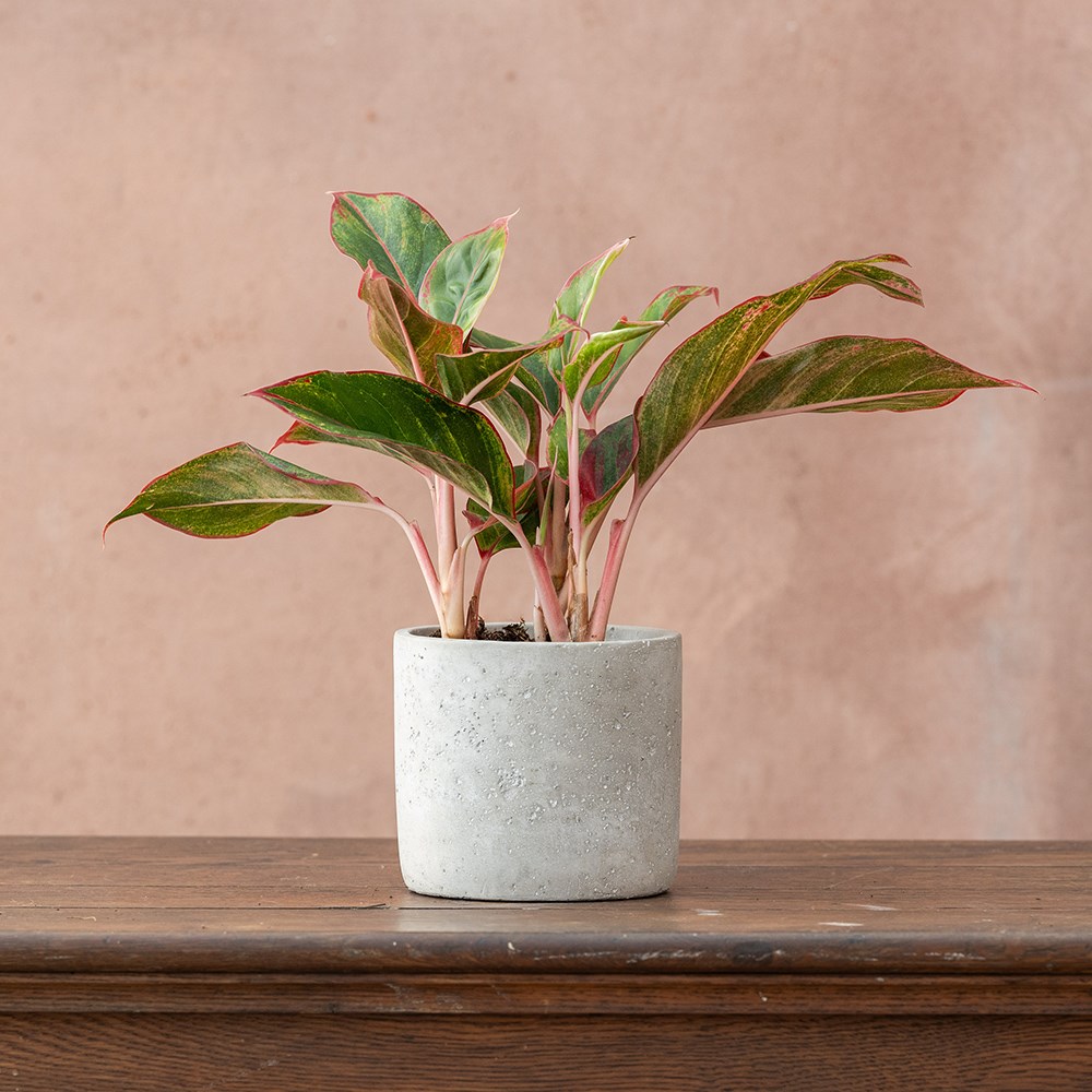 <i>Aglaonema</i> 'Crete'