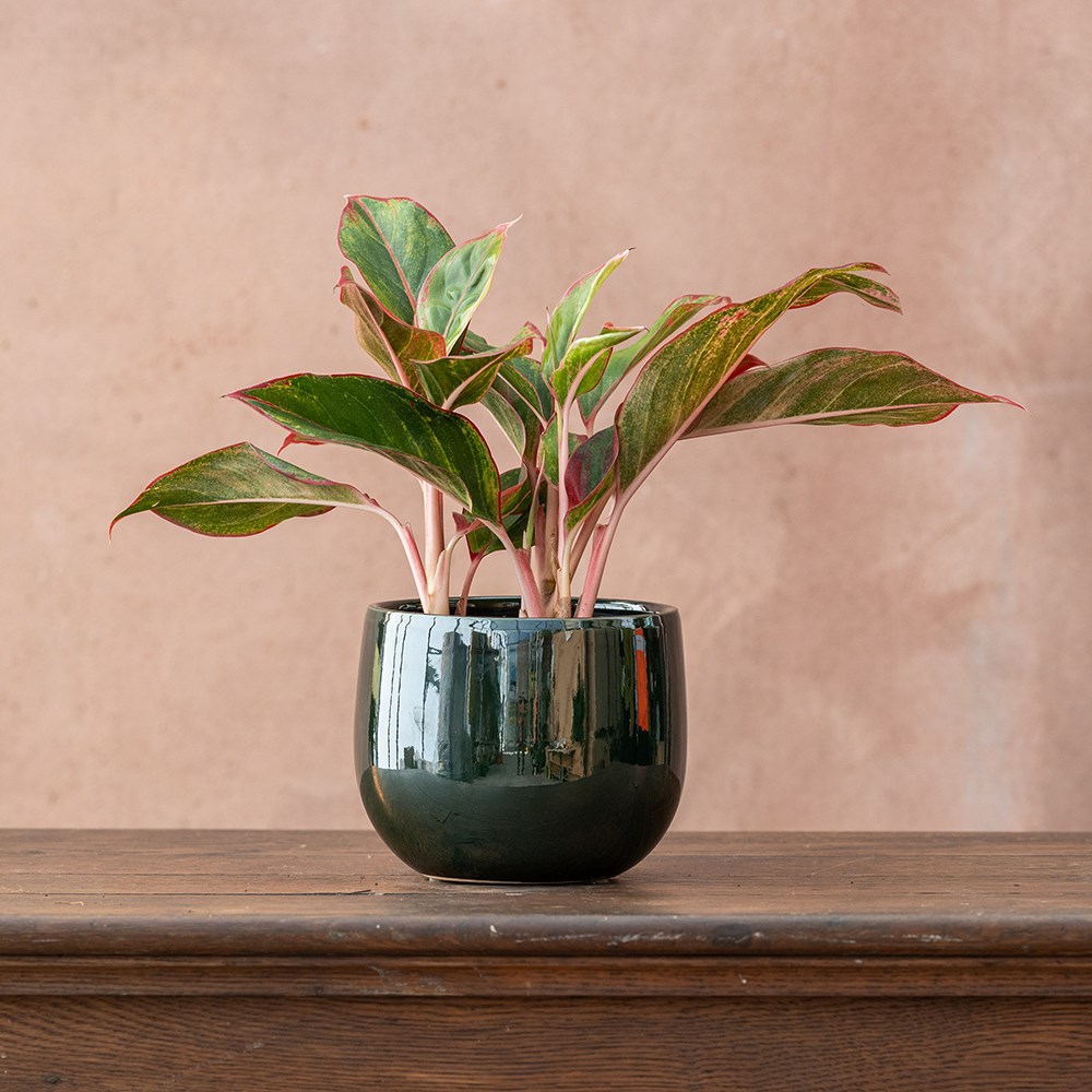 <i>Aglaonema</i> 'Crete'