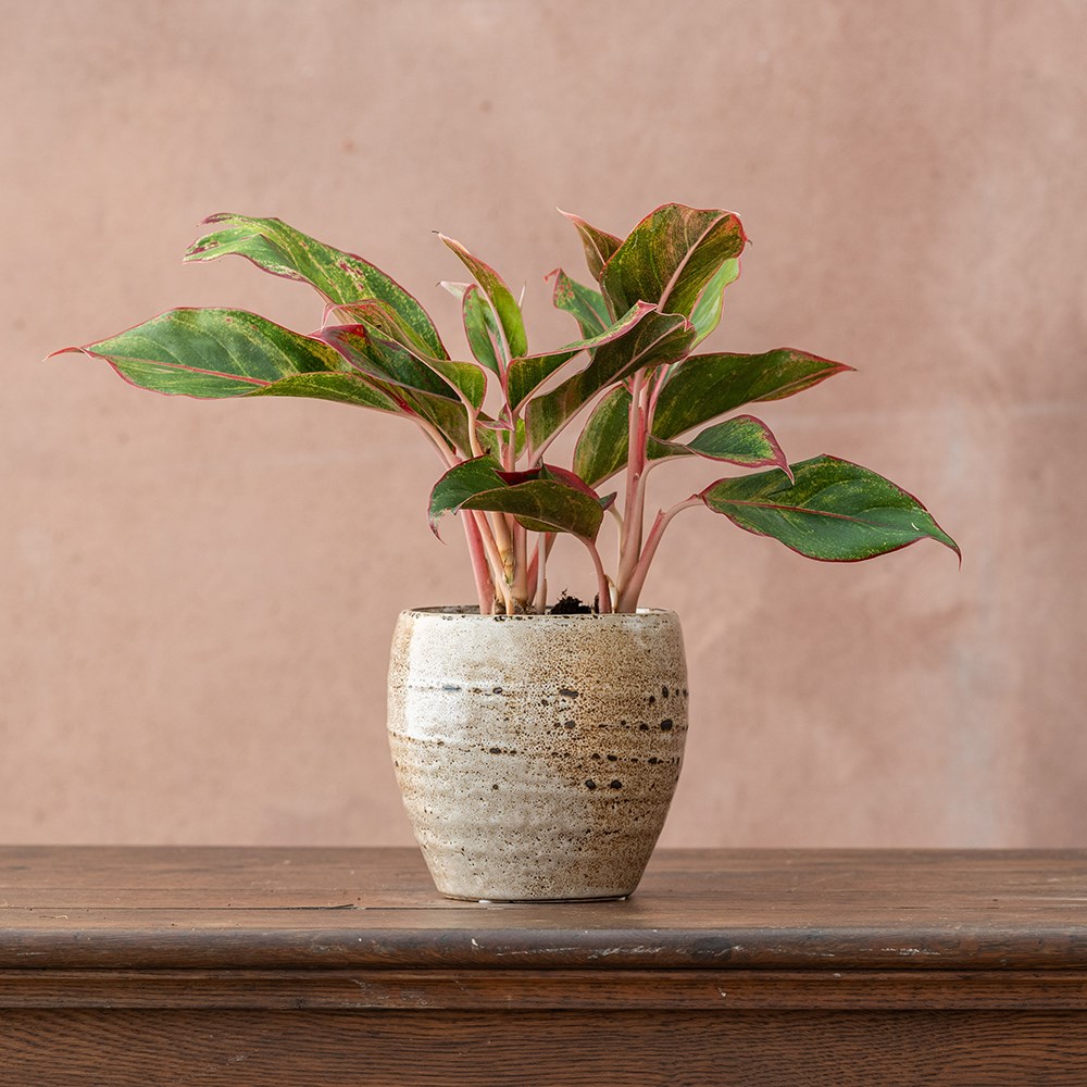 <i>Aglaonema</i> 'Crete'
