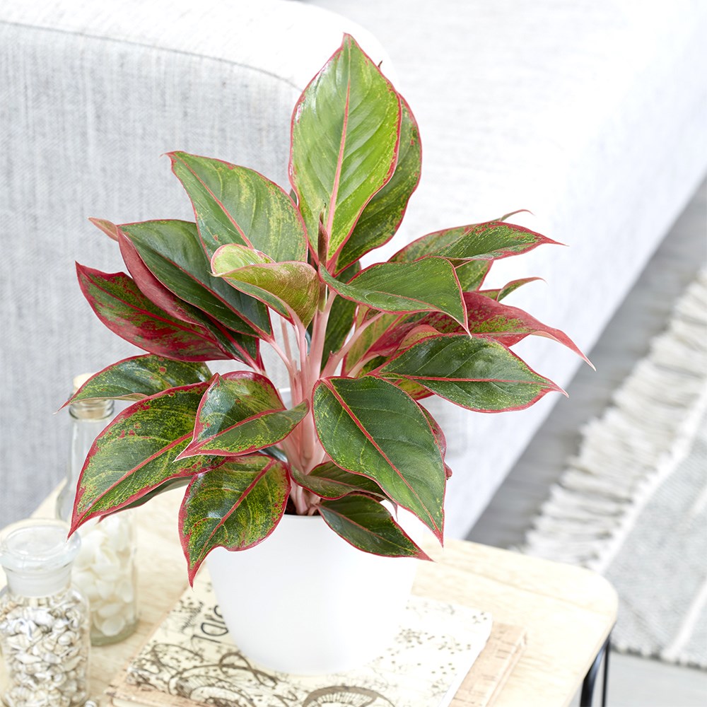 <i>Aglaonema</i> 'Crete'