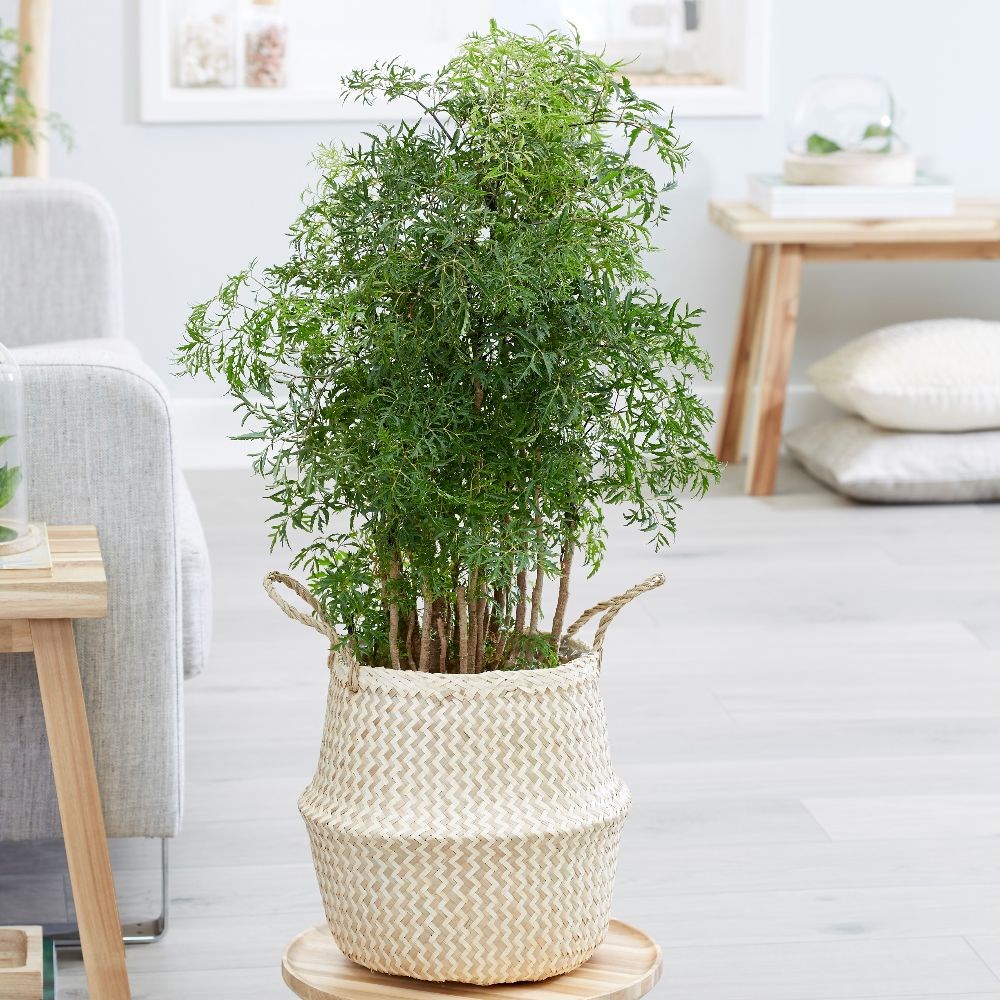 <i>Polyscias fruticosa</i> 'Ming'