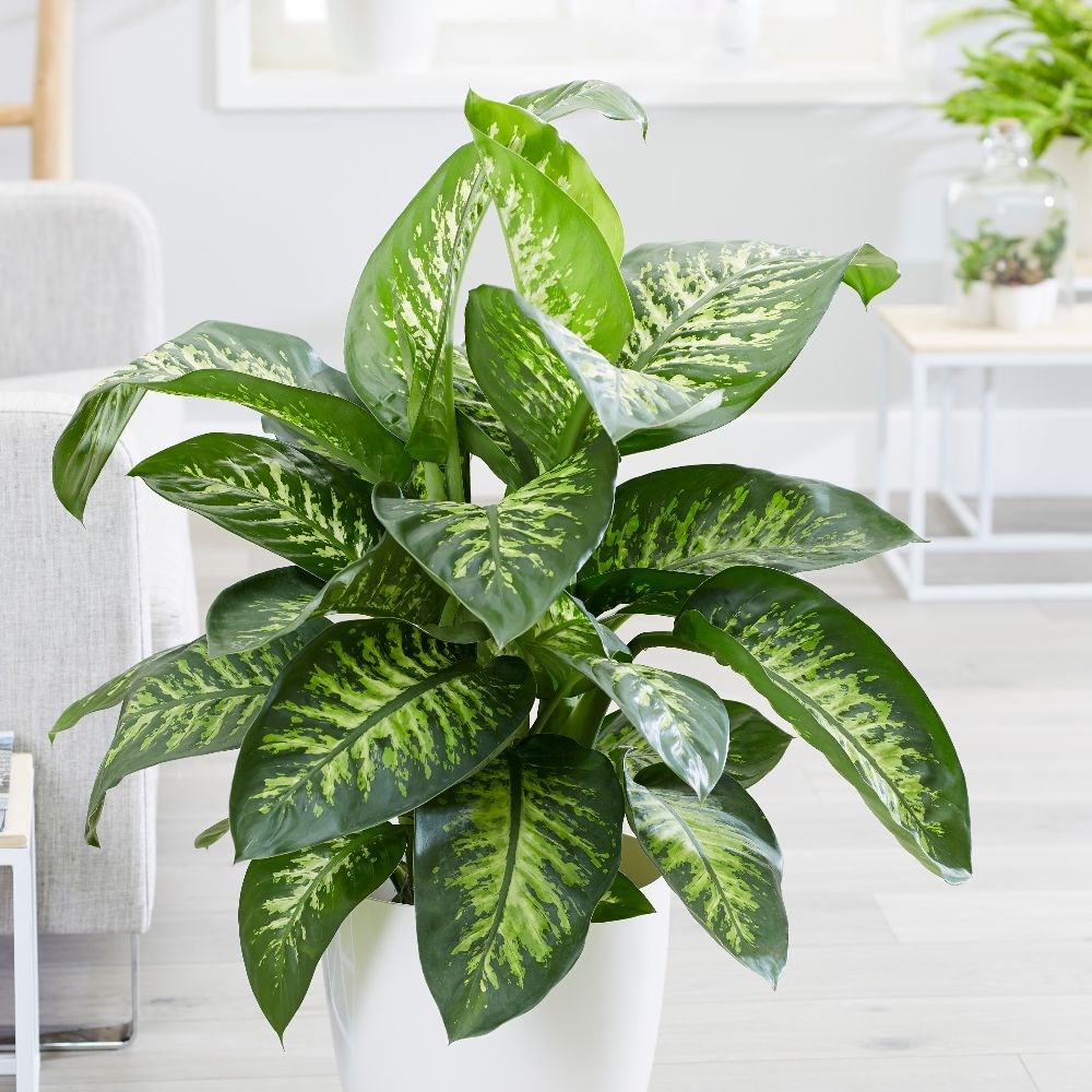 <i>Dieffenbachia</i> 'Tropic Snow'