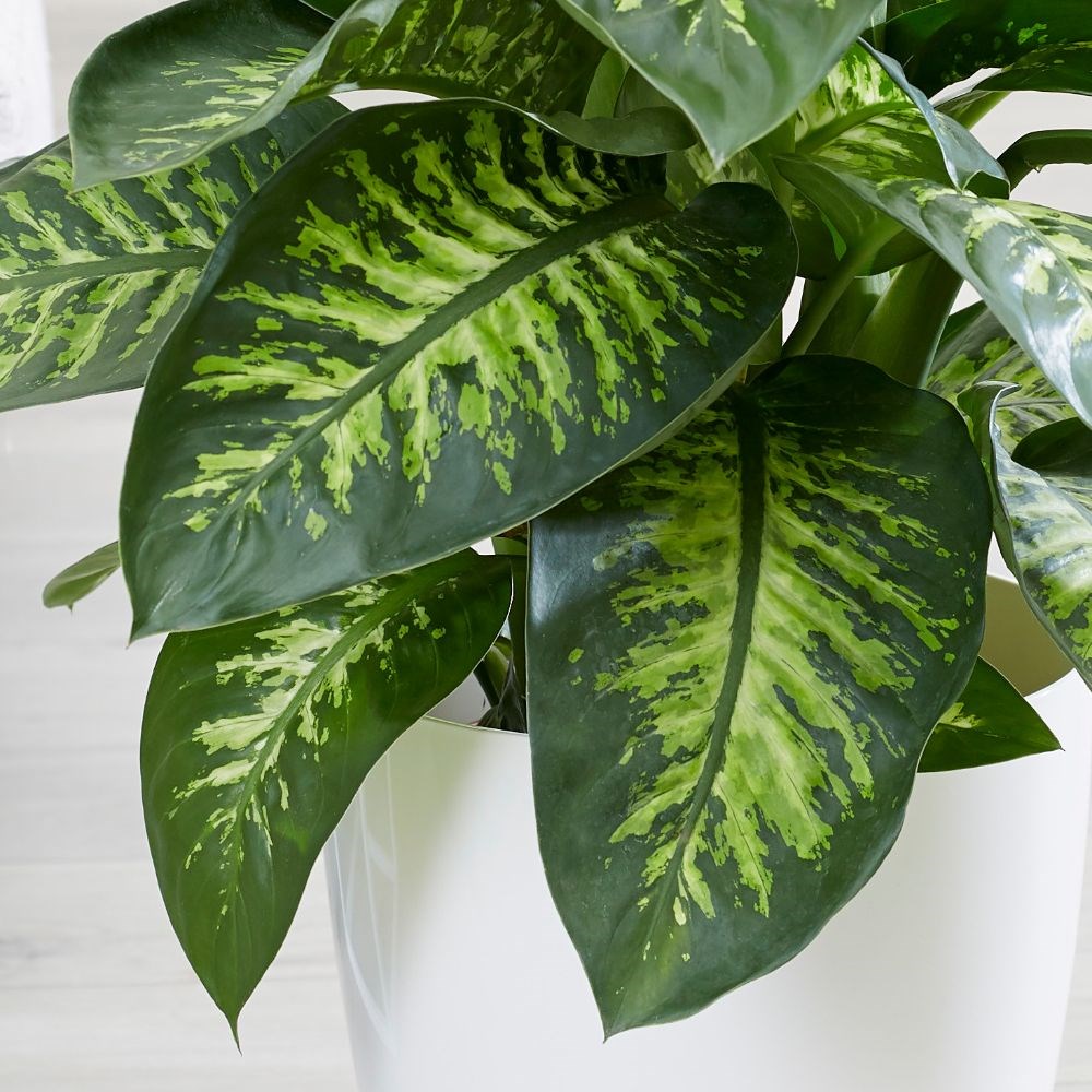 <i>Dieffenbachia</i> 'Tropic Snow'