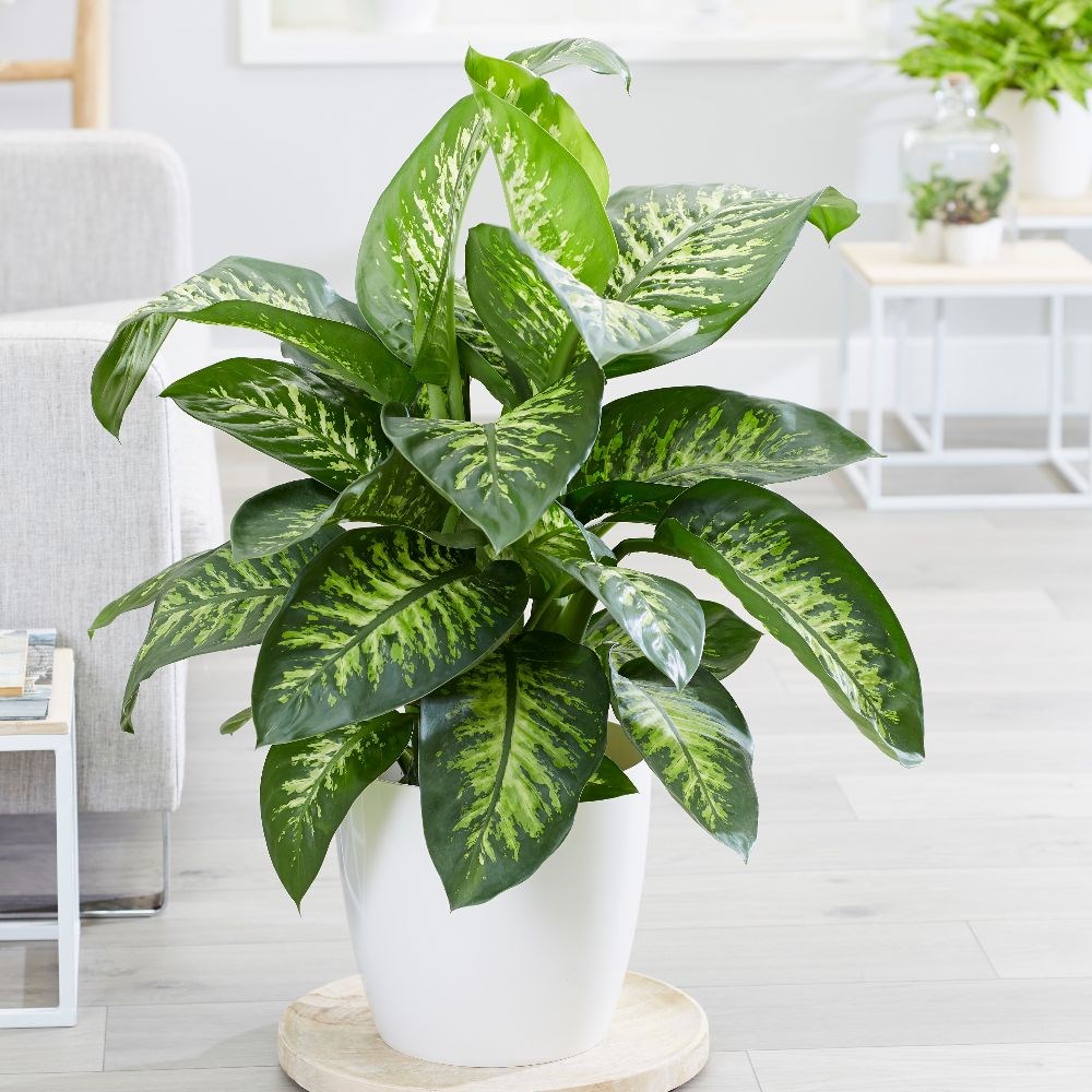 <i>Dieffenbachia</i> 'Tropic Snow'